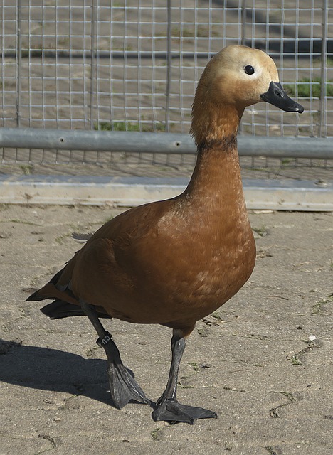 经历